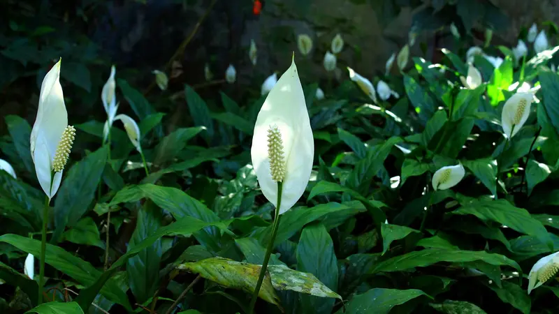 Tanaman Peace Lily