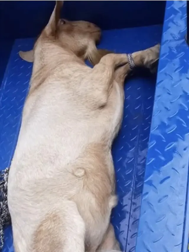 Bocah Selamatkan Kambing dari Tukang Jagal