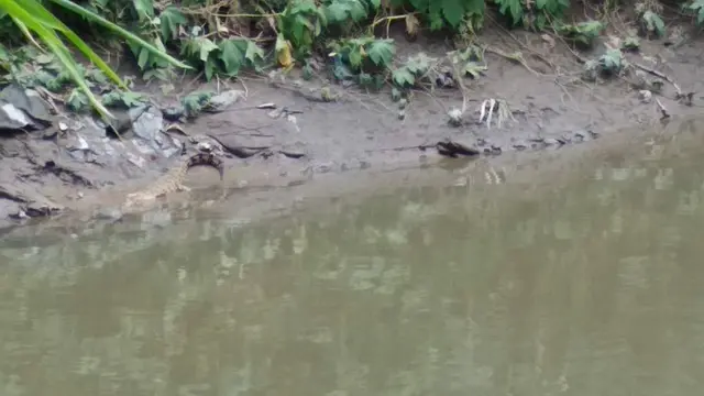 Buaya Sungai Deli