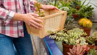 3 Trik Container Gardening yang Bikin Patio Kecil Terlihat Lebih Mewah