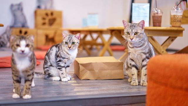 Deretan Cafe Kucing yang Menggemaskan, Siapa Tahu Ada di Dekat Rumahmu