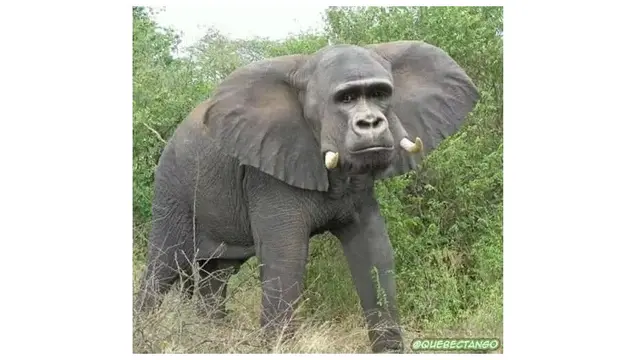 6 Editan Foto Gajah dengan Hewan Lain Ini Absurd, Bikin Ngakak