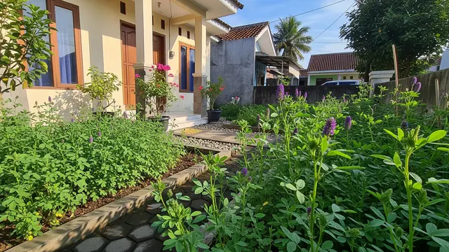 Kebun Rumah Mini dengan Tanaman Alfalfa