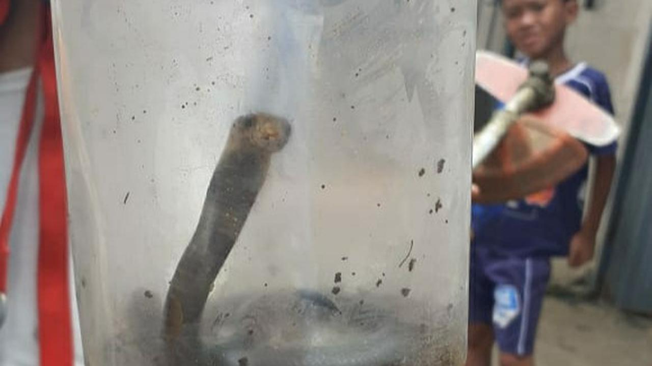 Anak dan Telur Ular Kobra Ditemukan di Kampung Kayumanis, Bogor