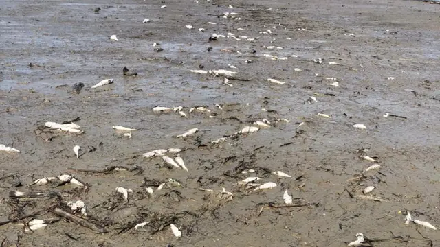 Ikan Mati