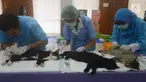 Dinas Ketahanan Pangan, Kelautan dan Pertanian (DKPKP) pemprov DKI Jakarta melakukan kastrasi atau pengebirian terhadap hewan peliharaan jenis kucing di Kecamatan Duren Sawit, Jakarta, Rabu (28/3). (Merdeka.com/Imam Buhori)
