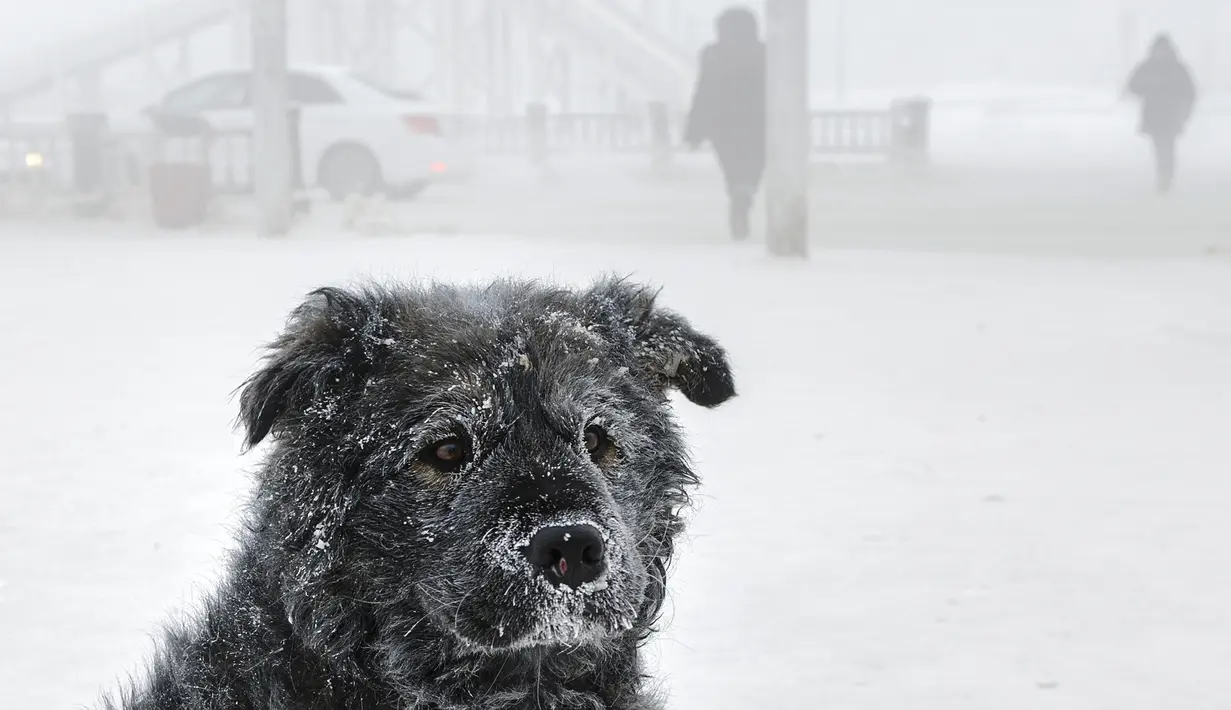 Seekor anjing liar duduk di jalan saat suhu turun hingga sekitar -50 derajat (-58 derajat Fahrenheit) di Yakutsk, Rusia pada Rusia, Sabtu (16/1/2021).  Yakutsk atau Yakutia tersohor sebagai kota terdingin di dunia. (AP Photo/Ajar Warlamov)