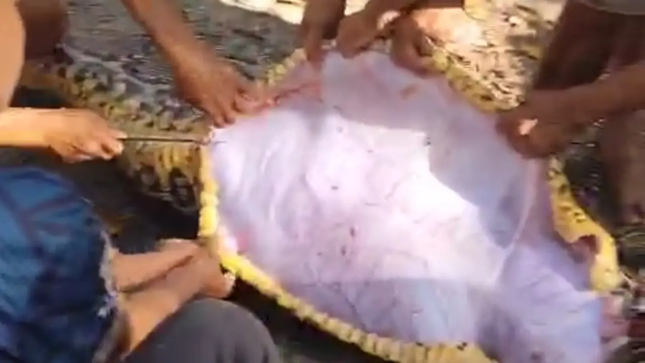 seorang petani di Buton Selatan ditelan ular piton, warga berusaha mengeluarkan tubuh petani dari dalam perut ular.