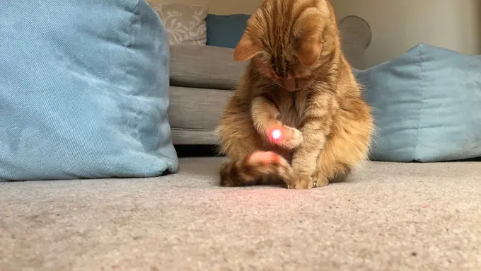 Capek tapi Diajak Main? Saatnya Jajal Permainan Laser Bareng Kucing Kesayangan