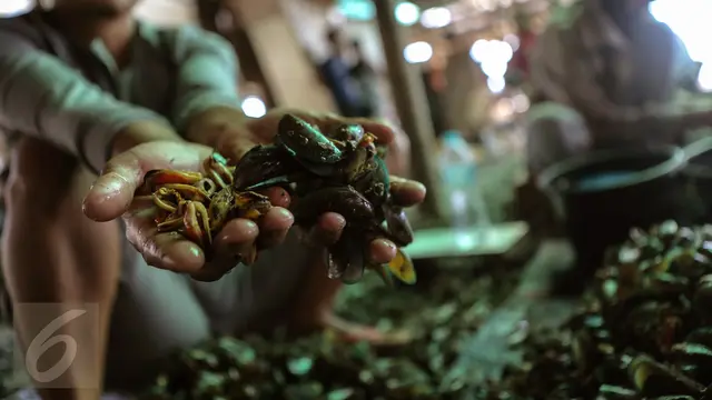 Cara Memilih Kerang Hijau yang Aman
