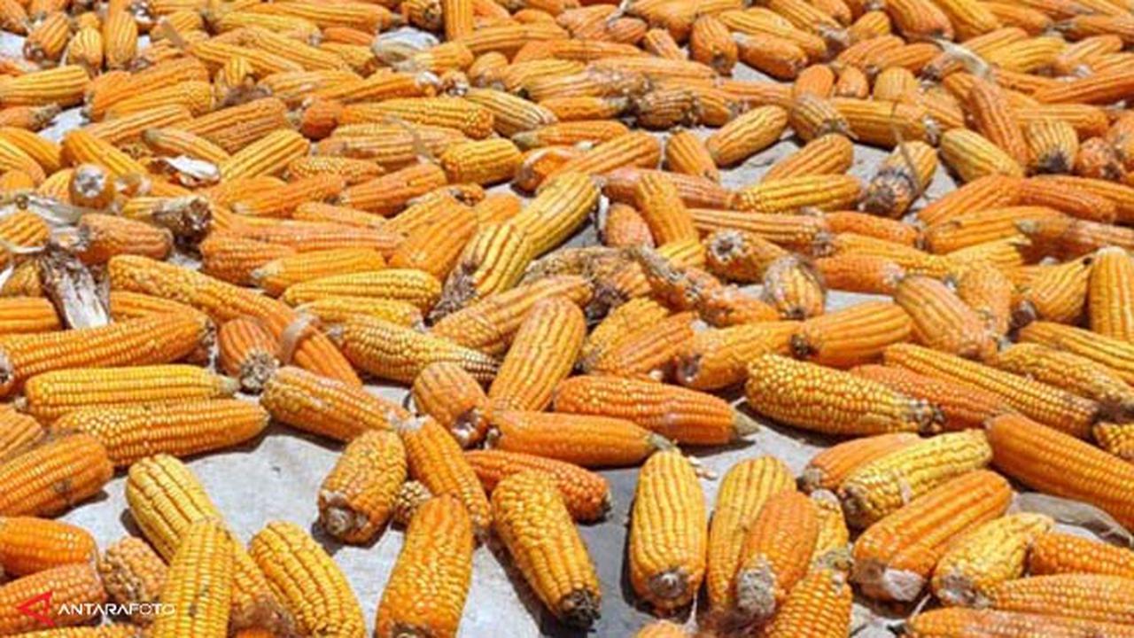 jagung-1311209b.jpg