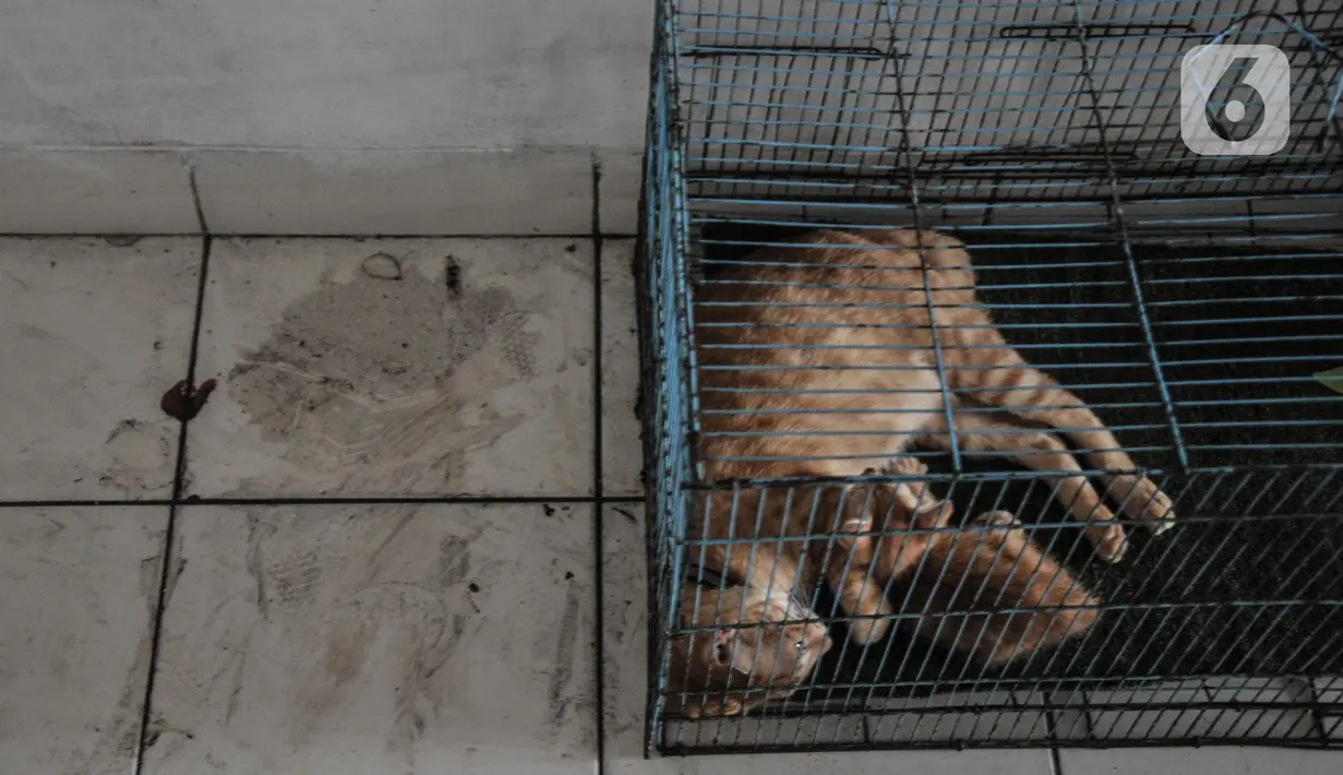 Kucing tertidur di dekat lantai yang tercemar debu batu bara di Rusunawa Marunda, Jakarta Utara, Rabu (9/3/2022). Menurut warga rusun, pencemaran debu batu bara sudah berlangsung sejak 2019. (merdeka.com/Iqbal S. Nugroho)
