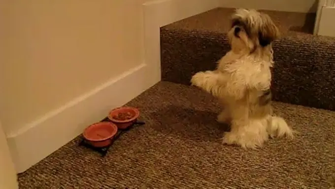 Tahu Cara Bersyukur, 4 Anjing Ini Berdoa Sebelum Makan