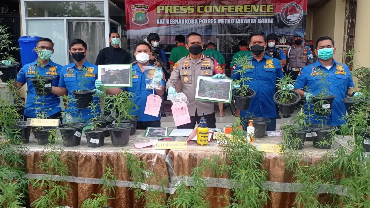 Polres Metro Jakarta Barat Ungkap Penemuan 300 Pot Ganja