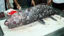 Ikan Coelacanth diduga sudah ada sejak era Devonian sekitar 380 juta tahun silam. Ikan   Coelacanth masih bisa ditemukan di perairan Indonesia Timur. (AFP Photo/Ronan Bourhis)