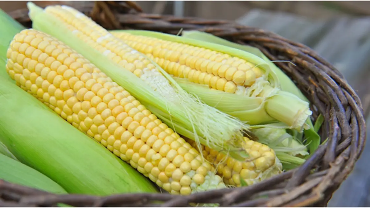 Benarkah Makan Jagung Bikin Gemuk? - Beauty Fimela.com