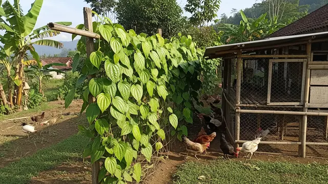 Daun Sirih, Tanaman yang Cocok Ditanam Dekat Kandang Ayam Kampung/Gemini AI