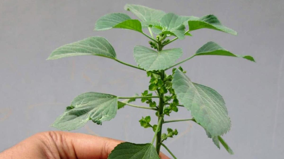 30 Manfaat Tanaman Anting-Anting untuk Kesehatan, Bisa Redakan Radang hingga Cegah Kanker