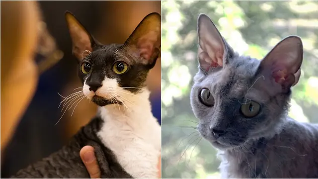 Kucing Cornish Rex dan Devon Rex