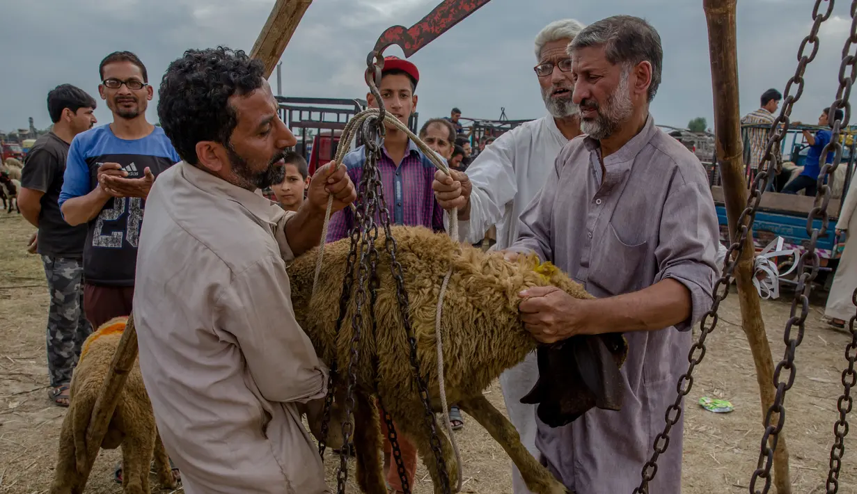 Pedagang menimbang seekor kambing di sebuah pasar di Srinagar, Kashmir, India (30/8). Umat Muslim dari seluruh dunia sedang mempersiapkan menyambut Idul Adha 1438 H. (AP Photo / Dar Yasin)