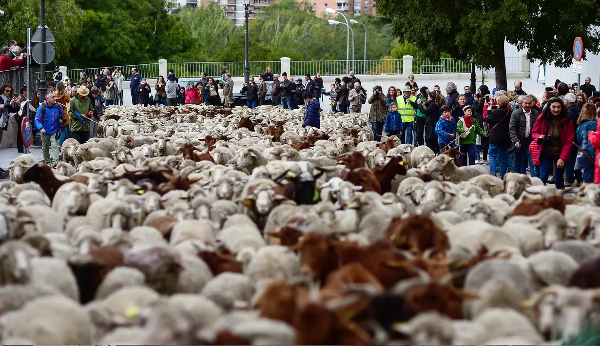 Pengembala menggiring ribuan ternak mereka menuju pusat kota Madrid pada Minggu (20/10/2019). Sekitar 2.000 domba digiring ke jalan-jalan di pusat kota Madri untuk melindungi hak menggembala, migrasi dan menggiring ternak yang semakin terancam oleh perluasan permukiman. (OSCAR DEL POZO / AFP)