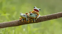 Makan Katak Lebih Sehat dari Dada Ayam?