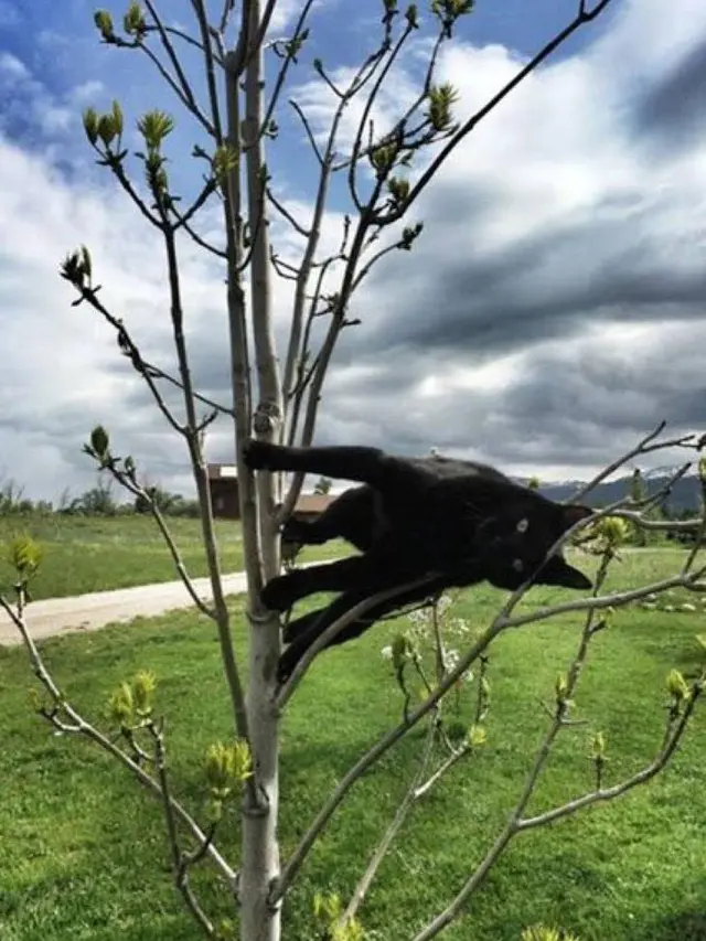8 Potret Nyeleneh Kucing Bisa Melawan Gravitasi Ini Bikin Heran