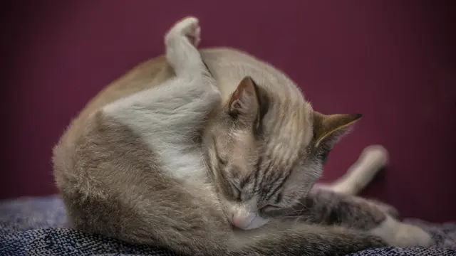 Lidah Kucing