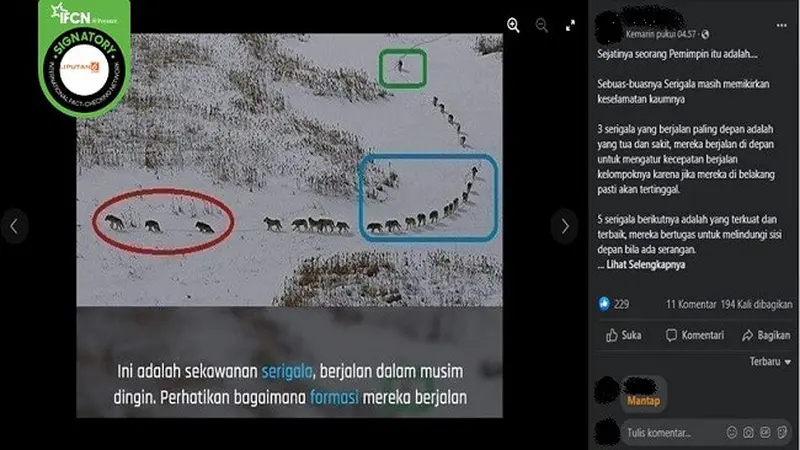 Gambar Tangkapan Layar Informasi Palsu soal Formasi Kawanan Serigala Saat Berburu di Musim Dingin (sumber: Facebook).