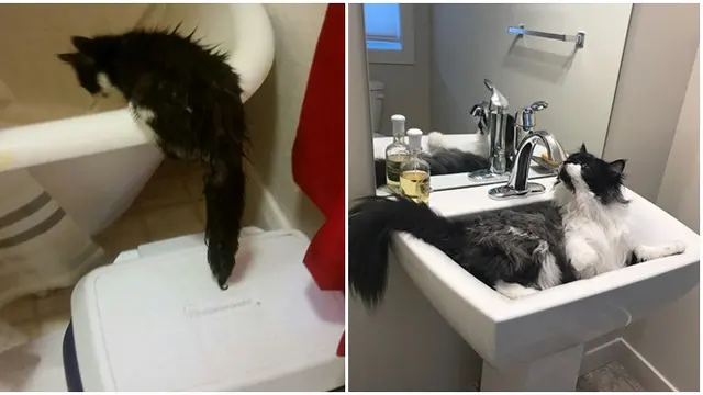Punya Kebiasaan Unik, Kucing Ini Suka Main di Dalam Kulkas