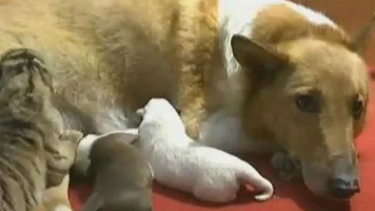 Kala Anjing Betina Merawat 4 Bayi Harimau Siberia