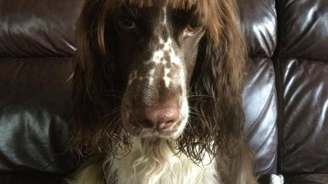 6 Potret Hewan Berponi Ini Curi Perhatian, Jadi Kurang Gagah