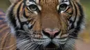 Harimau Malaya bernama Nadia terlihat di Kebun Binatang Bronx, New York City, Amerika Serikat, Minggu (5/4/2020). Belum diketahui bagaimana virus corona COVID-19 dapat menginfeksi harimau berusia 4 tahun tersebut. (JULIE LARSEN MAHER/Wildlife Conservation Society/AFP)