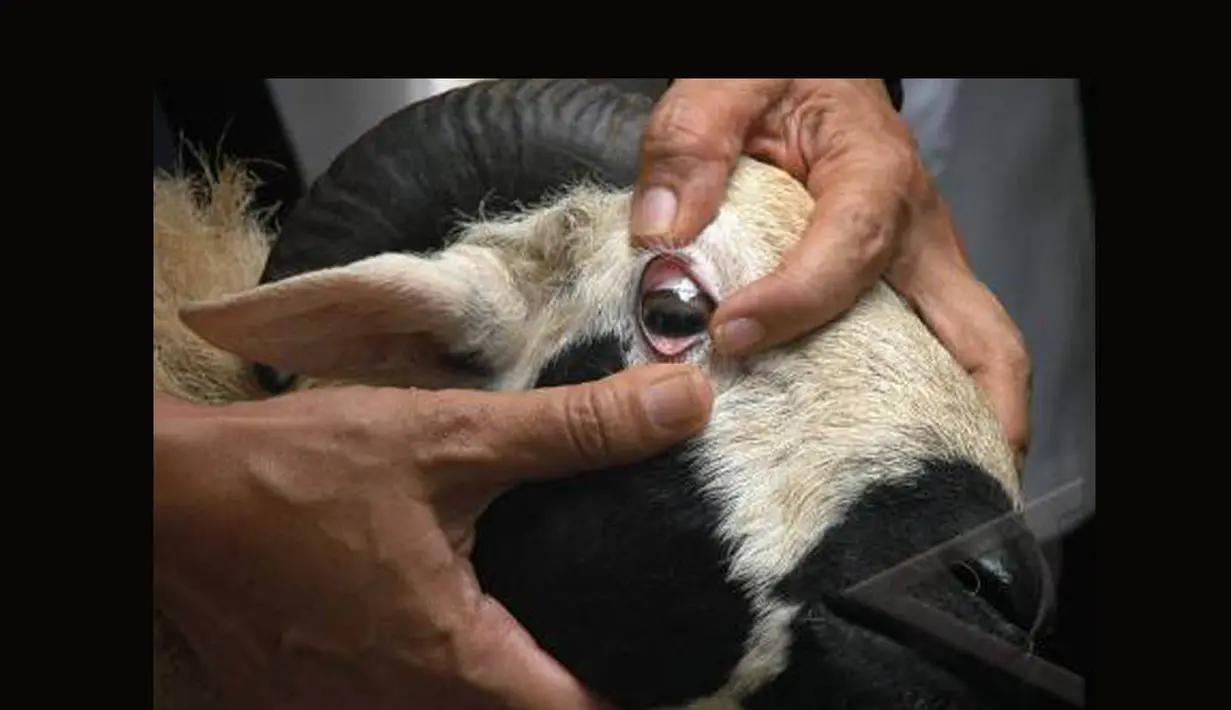 Mata kambing harus bersinar, terbuka penuh, pupil bereaksi cepat, tak keluar air, tak berwarna merah, dan selaput lendir kelopak mata bagian dalam berwarna merah terang. Mata hewan yang terlihat sayu menandakan bahwa sedang sakit (Istimewa)