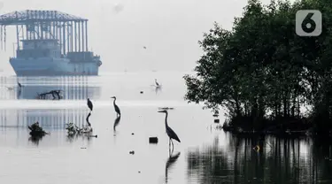 Sejumlah burung ketika bermigrasi di Muara Hutan Lindung Angke Kapuk Jakarta, Sabtu (08/05/2021). Data Birdlife Indonesia, lebih dari 50 juta burung air dari lebih 250 populasi menggunakan jalur terbang yang membentang dari Asia Timur, Asia Tenggara sampai Selandia Baru. (Liputan6.com/Fery Pradolo)