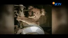 Seekor koala terjebak di ban mobil dan terbawa menempuh perjalanan sejauh 16 kilometer di Australia.