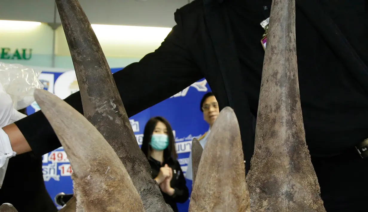 Petugas Bea cukai Thailand menampilkan puluhan tanduk badak yang berhasil disita saat konferensi pers di kantor bea cukai di bandara Suvarnabhumi, Bangkok, Thailand (14/3). Tanduk badak itu diselundupkan dari Etiopia. (AP Photo/Sakchai Lalit)