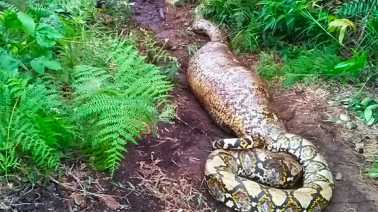 Ulat piton sepanjang 7 meter yang ditemukan di pinggir kebun warga di Kabupaten Bengkalis.
