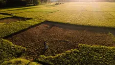 Foto udara ini memperlihatkan seorang petani sedang memotong tanaman padi yang rusak akibat kekeringan di Aneuk Galong, Provinsi Aceh, Minggu, 30 Agustus 2026. (AFP/ Chaideer Mahyuddin)