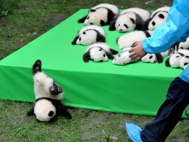 Seekor bayi panda jatuh terjungkal saat dipamerkan di atas panggung di pusat penelitian panda di Chengdu, Sichuan, China, Kamis (29/9). Sebanyak 23 anak panda yang dilahirkan di tempat tersebut dihadirkan pada panggung ini. (China Daily/via REUTERS)
