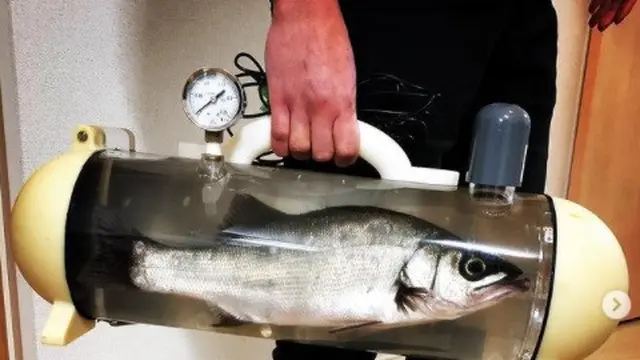 tas ikan portabel
