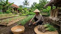 Cara Menanam Bawang Putih hingga Panen untuk Pemula, Lengkap dari Bibit sampai Simpan