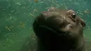 Seekor bayi kuda Nil saat berenang di kandang kebun binatang Praha, Republik Ceko, Rabu (24/2). Bayi kuda Nil ini lahir pada 28 Januari 2016. (REUTERS / David W Cerny)