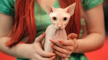 Seekor kucing Sphynx duduk di pangkuan pemiliknya selama kompetisi kecantikan kucing internasional di Bucharest, Rumania (14/4). Lebih dari 250 kucing berpartisipasi dalam kompetisi ini. (AP/Vadim Ghirda)