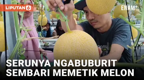 VIDEO: Bisa Petik Sendiri, Kebun Melon di Pangandaran Ramai Dikunjungi Saat Ngabuburit