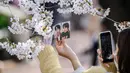 Seorang perempuan menggunakan ponselnya untuk mengambil foto dengan latar belakang bunga sakura di Seoul, Korea Selatan, pada 6 April 2022. Musim semi telah tiba, saatnya berburu bunga sakura yang bermekaran. (ANTHONY WALLACE / AFP)