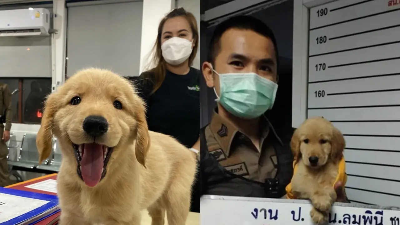 Anjing Menggemaskan