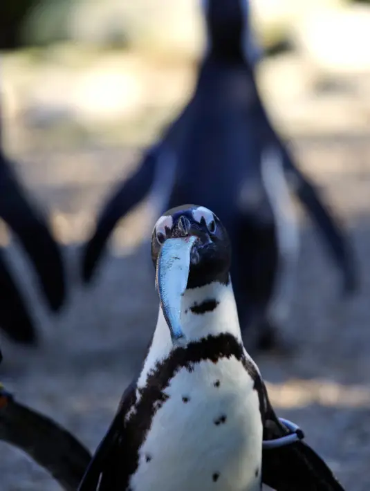 Seekor Penguin Afrika atau Penguin Jackass diberi makan selama persentasi spesies terancam punah kepada awak media di kebun binatang Roma, Kamis (27/12). Penguin Jackass memiliki pola berwana merah muda di bagian atas mata.  (AP/Alessandra Tarantino)