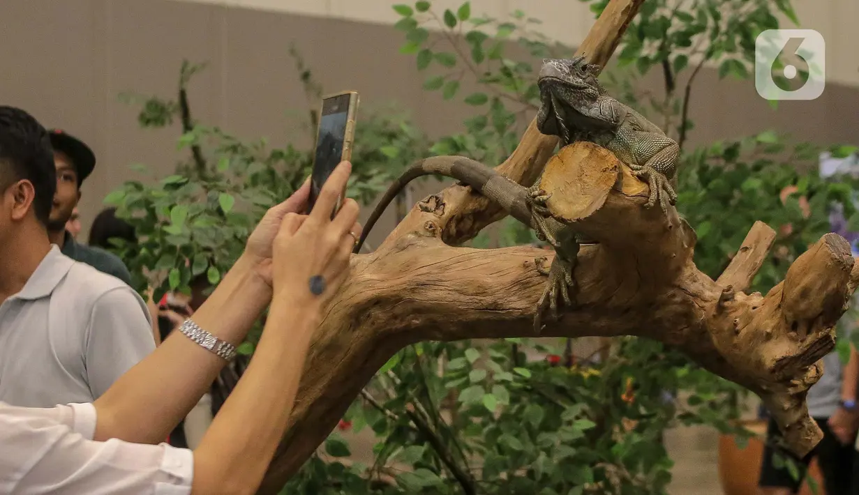 Salah satu pengunjung memfoto hewan peliharaan dalam acara Pet Fest 2025 di Indonesia Convention Exhibition Bumi Serpong Damai (ICE BSD), Tangerang, Banten. Sabtu (3/5/2025). (Liputan6.com/Herman Zakharia)
