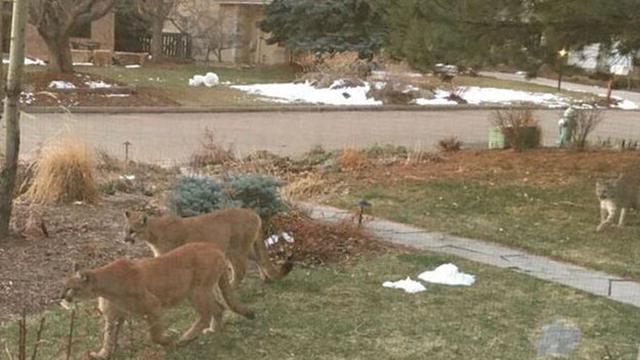 6 Potret Hewan Menyerbu Kota Saat Orang-Orang Karantina Diri di Rumah